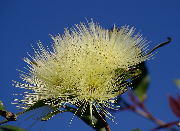 õis, lilled, valge, kohev, puu, Austraalia, Aed