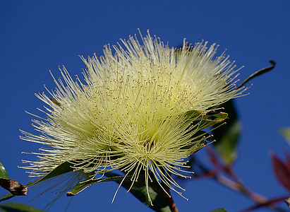 άνθος, λουλούδια, λευκό, αφράτο, δέντρο, Αυστραλία, Κήπος