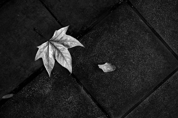 Na zemlju, kat, list, crno i bijelo, otpalo lišće, tekstura, jesen