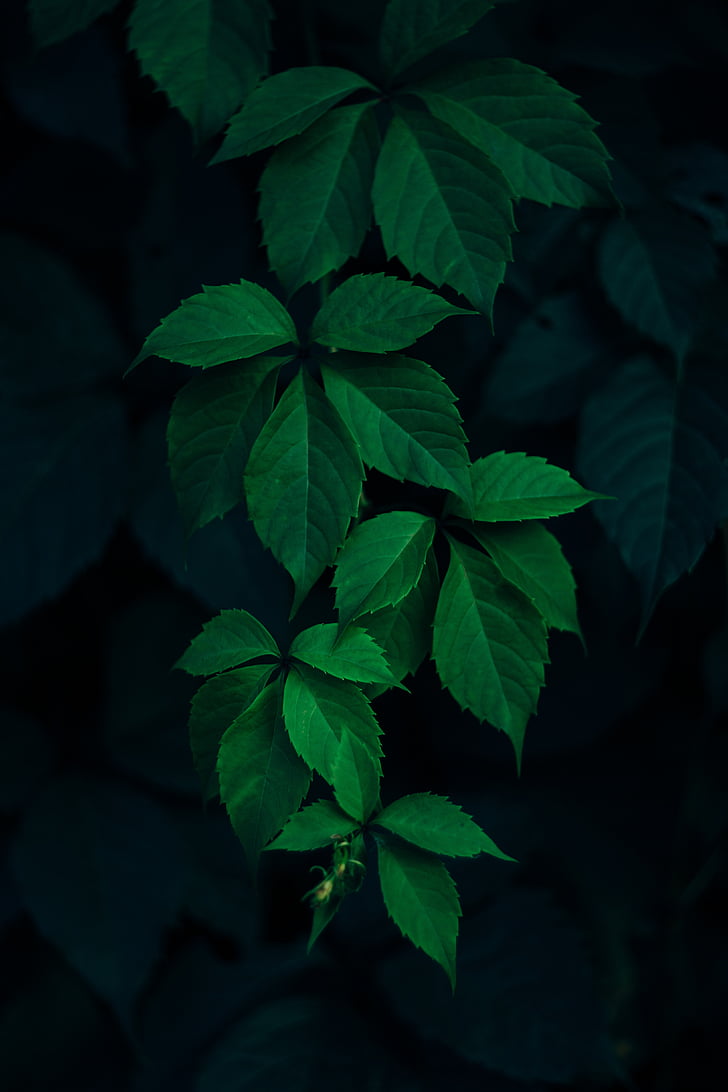 green, leaf, plant, dark, blur, nature, green color