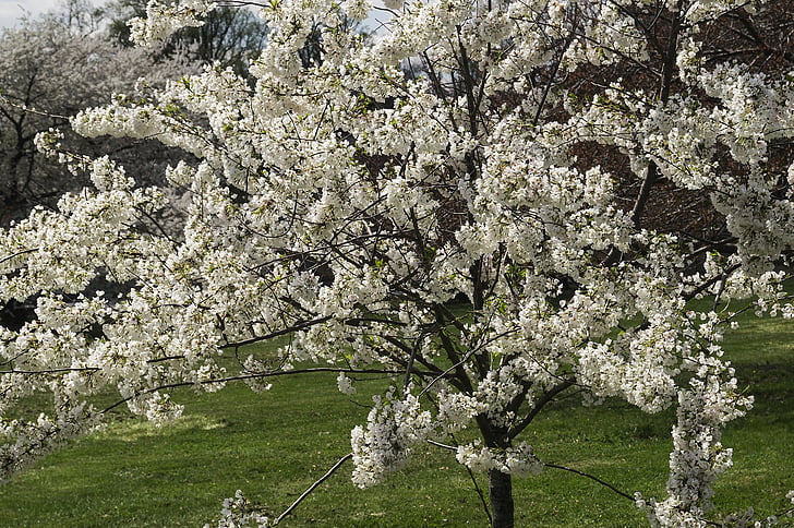 blomster, Kirsebærblomster, treet, våren, Druid hill park, Park, natur