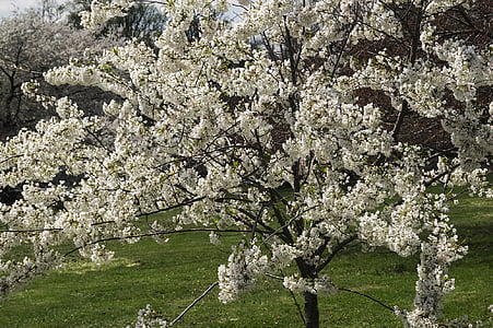 flowers, cherry blossoms, tree, spring, druid hill park, park, nature