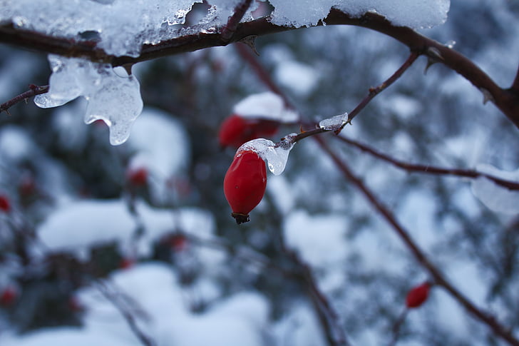 tipke sa, snijeg, Zima, glazura, priroda, grana, drvo