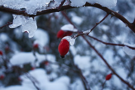 стрелка, сняг, зимни, глазура, природата, клон, дърво