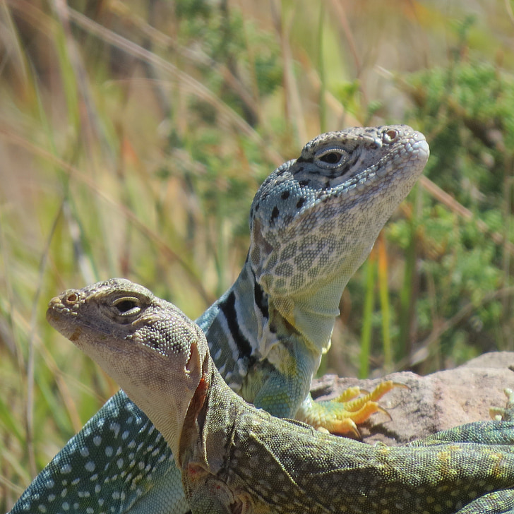 reptil, Kadal, Duo, Hiking, Texas