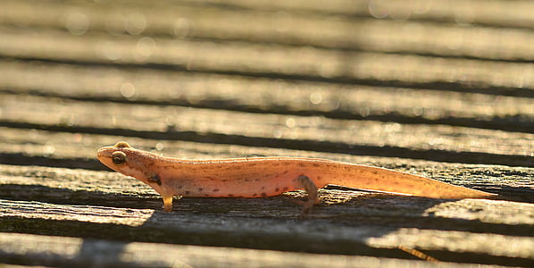 lizard, amphibian, small, wood, wooden board, nature, sunshine