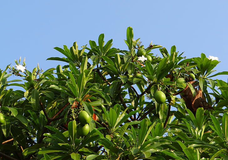 Blume, weiß, Meer-mango, Obst, Madagaskar-Tortur-Bohne, Odollam Baum, Rosa-eyed cerbera