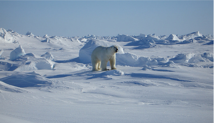 мечка, Арктика, пейзаж, природата, бозайник, сняг, диви