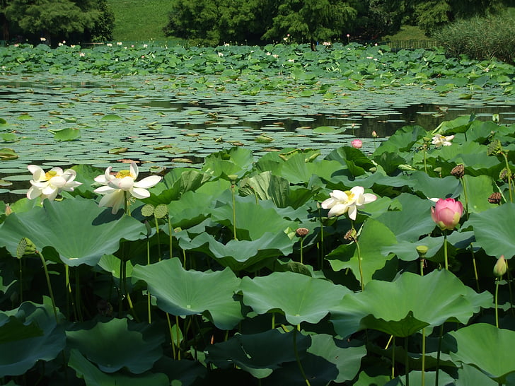 estanque, Lago, nenúfar, Lotus, acuática, verde
