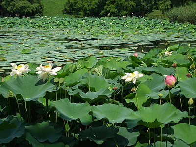 rybník, jazero, Lekno zblízka, Lotus, vodné, Zelená