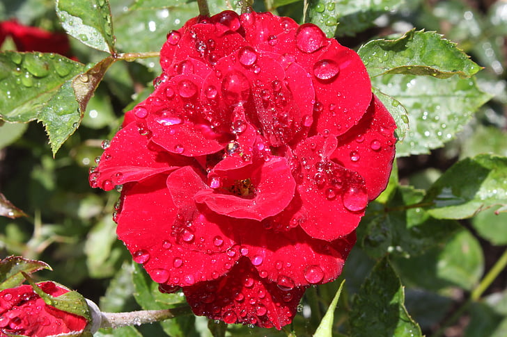 rose bloom, flower, red, rose, drop of water, close