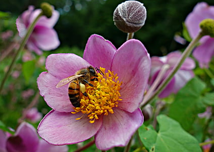 flower, pink flower, bee, blossom, bee in flower, petal, pollen
