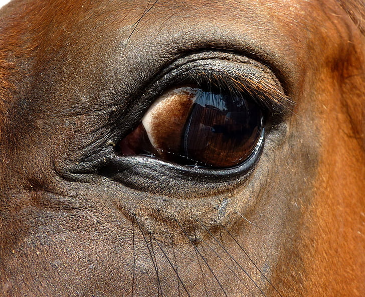 öga, häst, närbild, Œil, ögonfransar, Titta, ögon