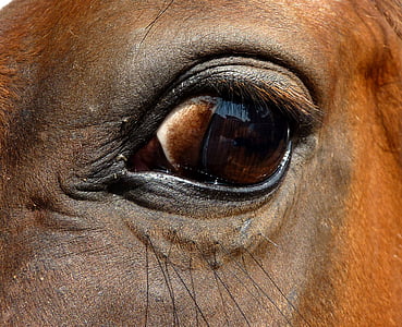 oko, kůň, Detailní záběr, ŒIL, řasy, Podívej, oči