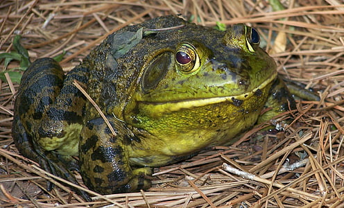 frog, toad, animal, amphibian, nature, wildlife