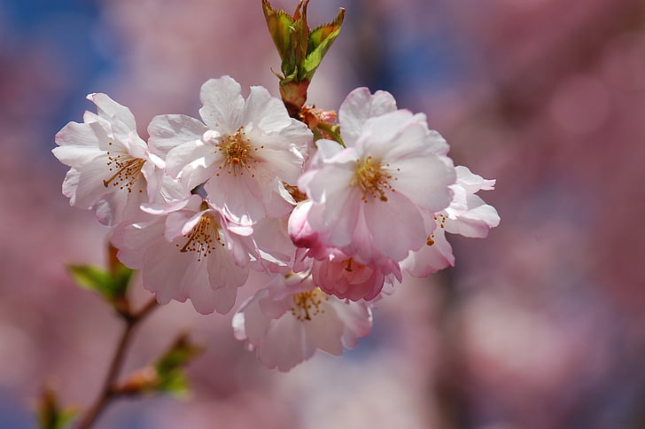 printemps, Blossom, Bloom, fleur de cerisier, arbre, nature, printemps