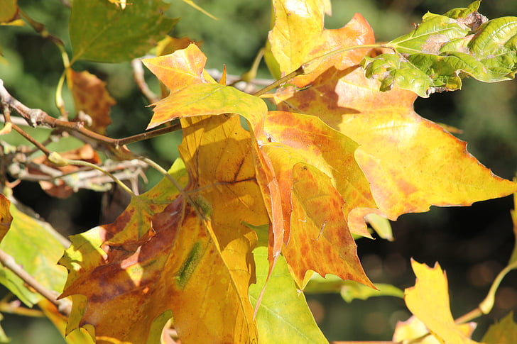listy, na podzim, sezóny, Les, strom, dřevo, Příroda