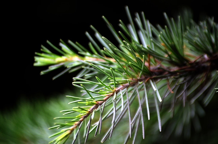 pine, needle, twig, twigs, tree, evergreen