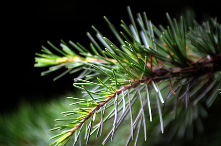 Pine, nål, TWIG, grenar, träd, Evergreen