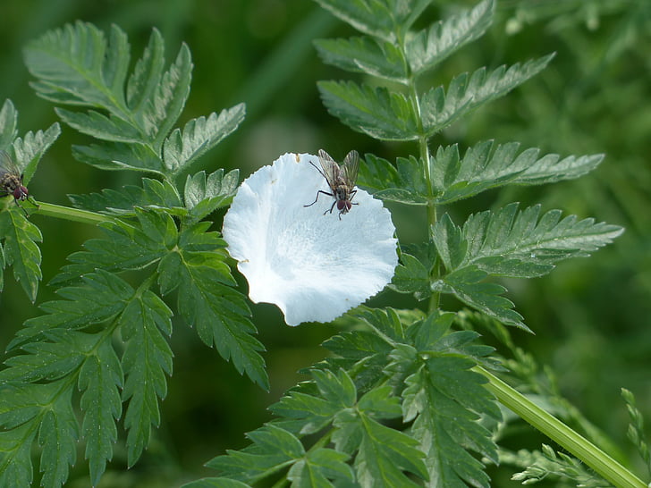 okvětní lístek, Fly, hmyz, Příroda, Apple blossom, bílá, osamělý