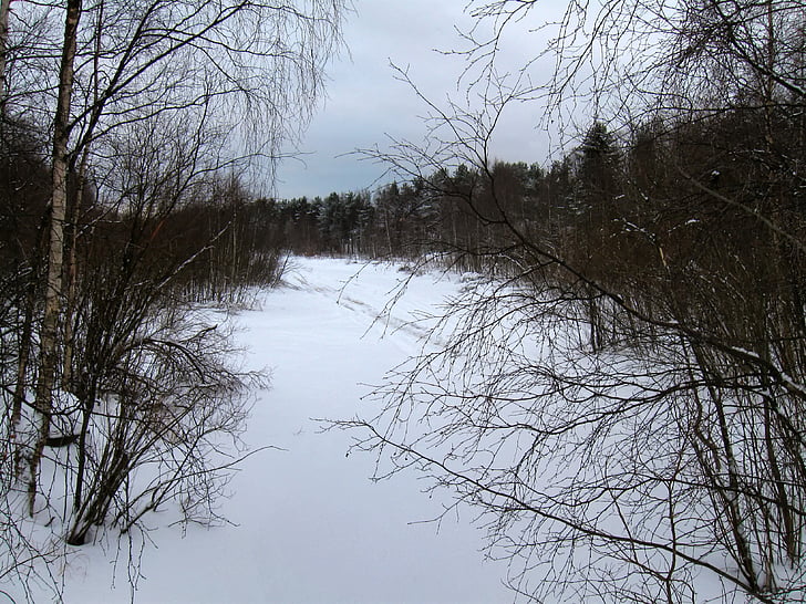 芬兰, 景观, 风景名胜, 森林, 树木, 伍兹, 结冰的湖面