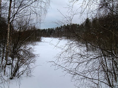Finlândia, paisagem, cênica, floresta, árvores, floresta, lago congelado