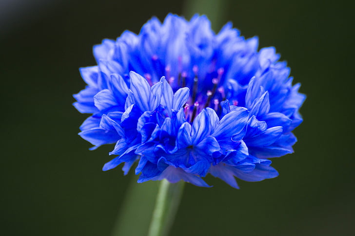 คอร์นฟลาวเวอร์, ลายดอกไม้สีฟ้า, แมโคร, สีฟ้า, โรงงาน, ดอก, ดอกไม้