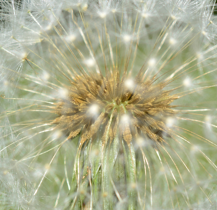 dandelion, plant, nature, pointed flower, meadow