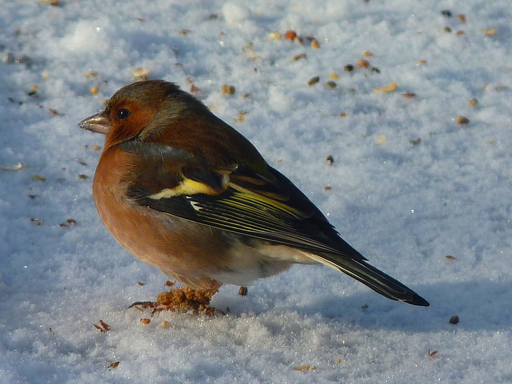 chaffinch, fink, songbird, bird, snow, winter, nature