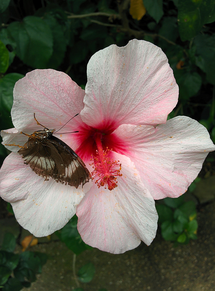 mariposa, flor, insectos, naturaleza