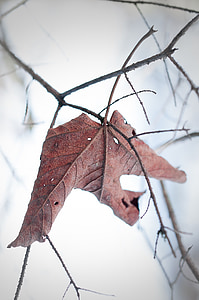 лист, Увядшие, сухой, листья, коричневый, Природа, Зима