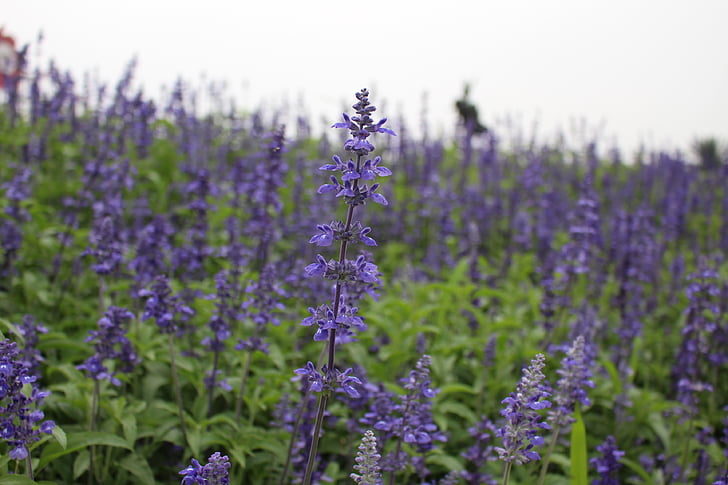 Lavendel, Blumen, Natur
