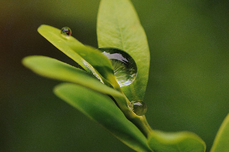 leaf, hookah, rain, drip, water, raindrop, close