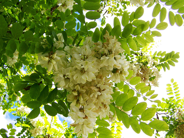 άνθους ακακίας, λευκό λουλούδι, άνοιξη