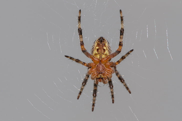 Градинският паяк, паяк, Araneus diadematus, паякообразни, паяжина, затвори, насекоми