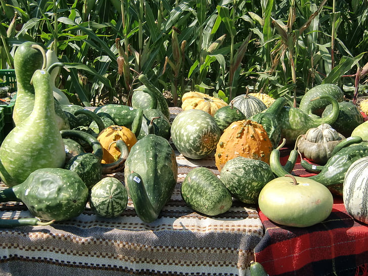 pumpkin, green, autumn, decorative squashes
