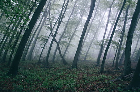 zielony, drzewa, w ciągu dnia, lasu, Woods, mgła, Haze