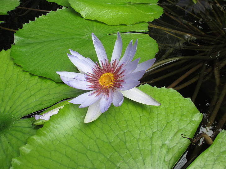 Lotus blossom, vattenlevande växter, dammen växt, Blossom, Bloom, Violet, naturen