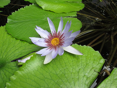 Lotus cvet, vodne rastline, ribnik rastlin, cvet, cvet, vijolična, narave