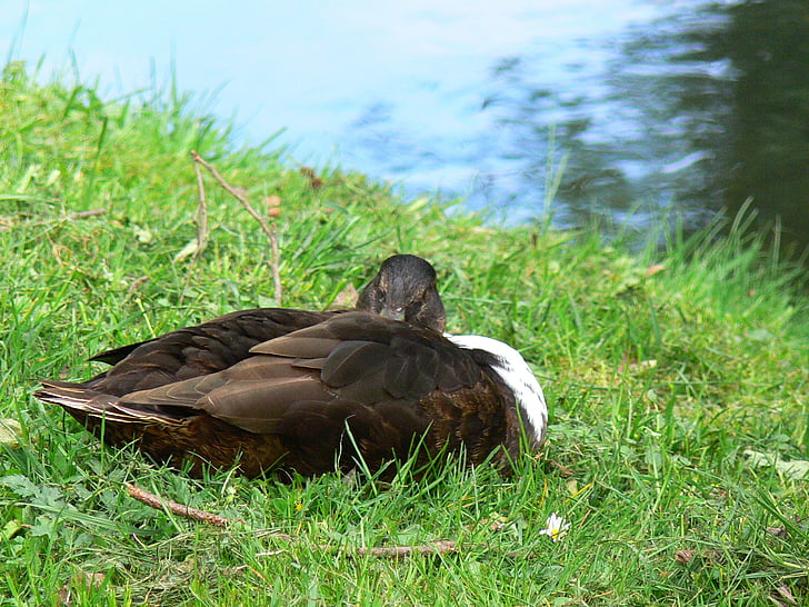 patka, spavanje patka, životinja, patka na livadi, ptica, priroda, trava
