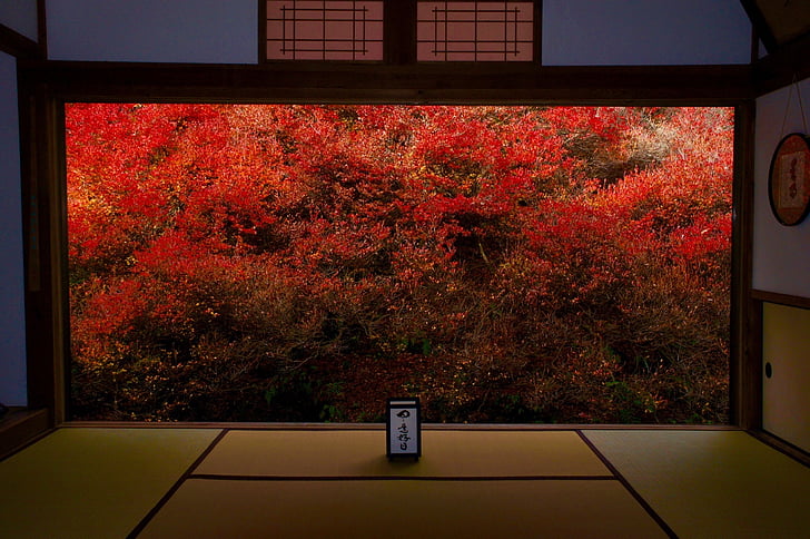 jeseni, jesensko listje, Azalea, rdeča, okno prikaz