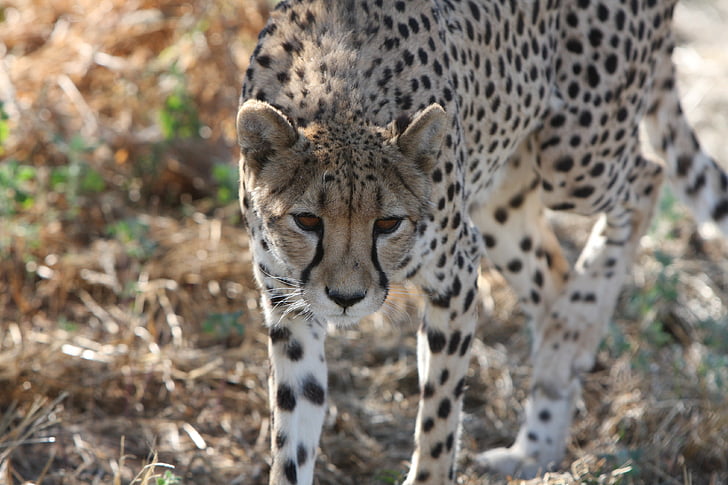guepard, Namíbia, salvatge, natura, animals salvatges, Àfrica, Fotografia salvatge