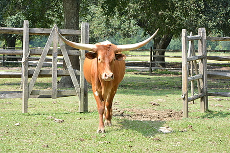 farm, rural, animals, cattle, agriculture, country, bull