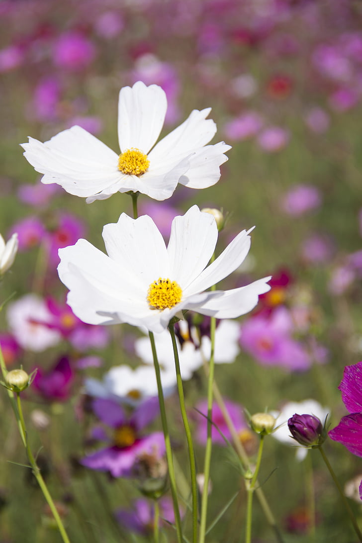 λευκό, Cosmos, λουλούδια, άνθιση, Κλείστε, φωτογραφία, φύση