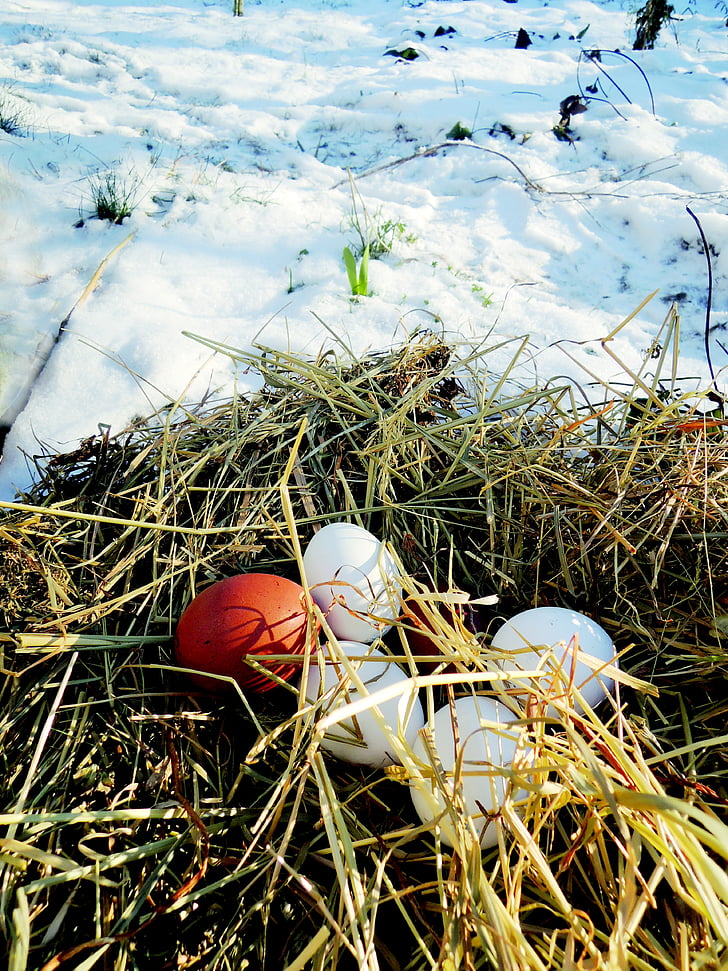 eggs, straw, snow, winter, food