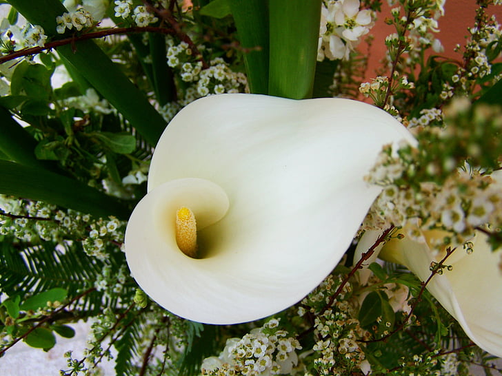 virág csokor, fehér calla liliom, vágott virág, természet, szirom, virág, virág fej