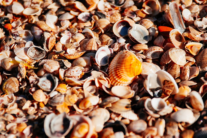 sjøen, stranden, oransje, kysten, perle, Seashells, Seashell