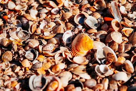 Sea, Beach, oranssi, Shore, helmi, Seashells, Seashell