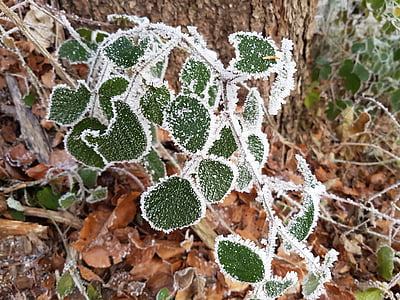 leaves, ice, forest, leaf, frozen, frost, eiskristalle