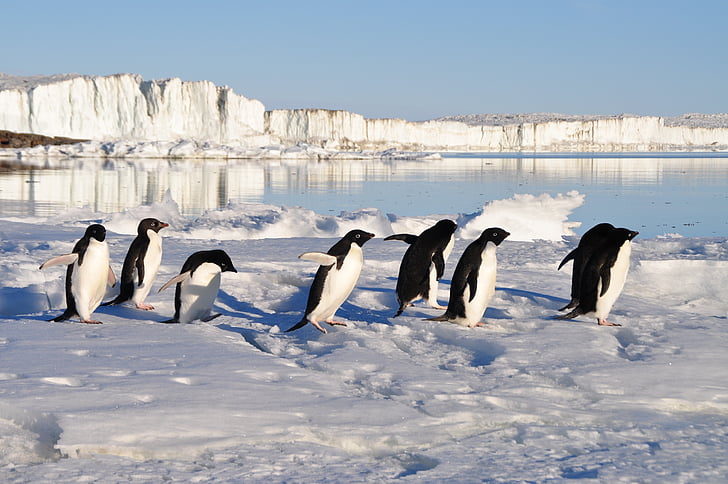 penguins, birds, arctic, water
